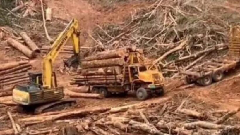 Foto: Perusakan Hutan